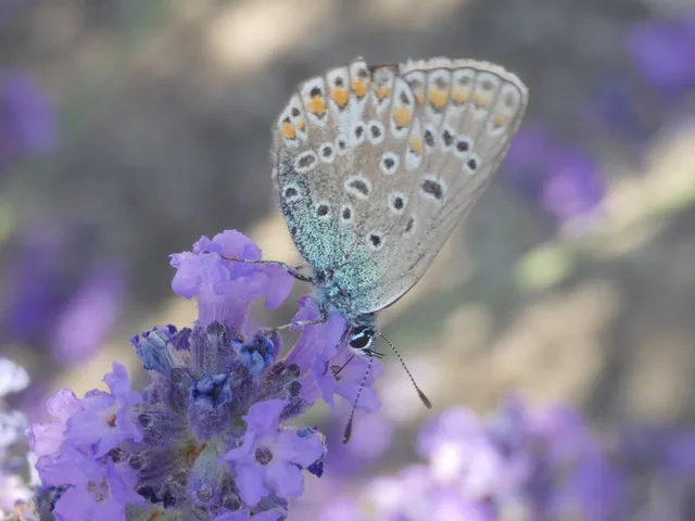 Polyommatus icarus - közönséges boglárka