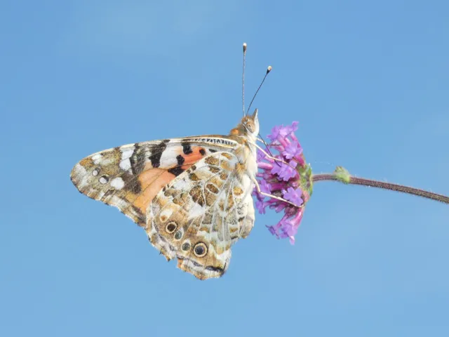 Vanessa cardui - bogáncslepke