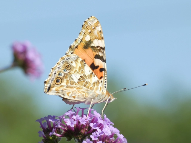 Vanessa cardui - bogáncslepke
