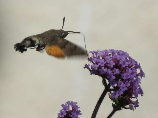 Macroglossum stellatarum - kacsafarkú szender