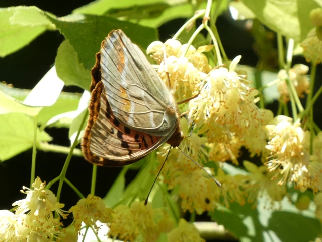 Argynnis pandora - zöldes gyöngyházlepke