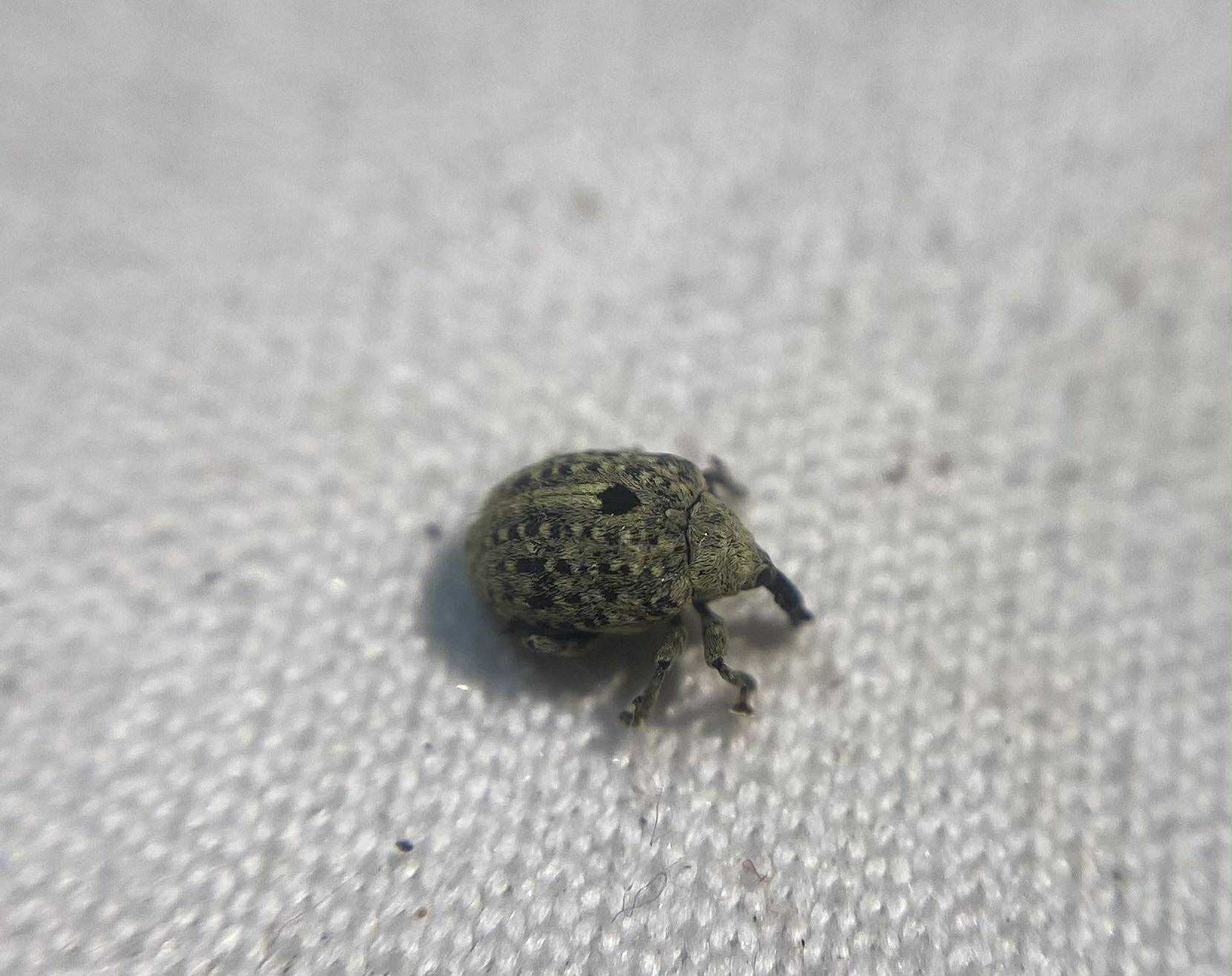 Cionus nigritarsis - feketelábú gömbormányos