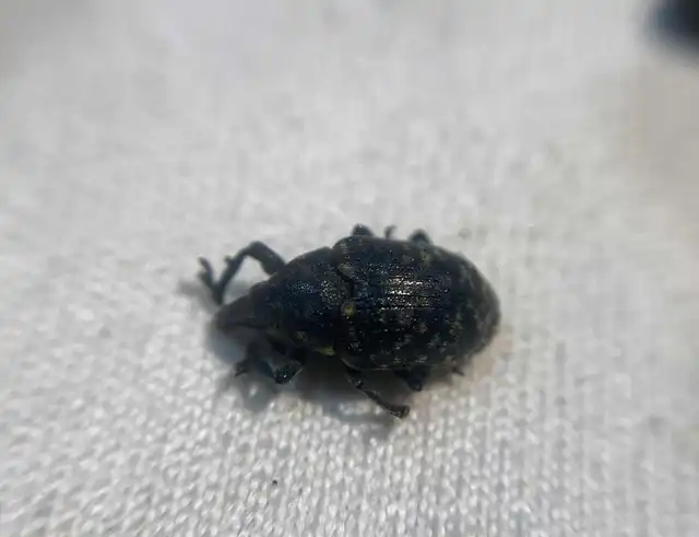 Larinus turbinatus - kúposorrú púderbarkó
