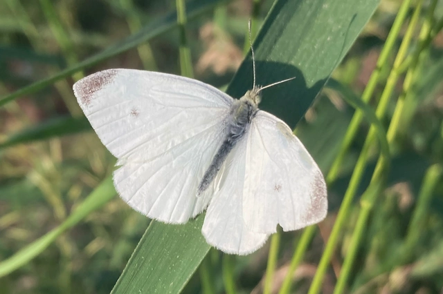 Pieris rapae - répalepke Pieris rapae - répalepke