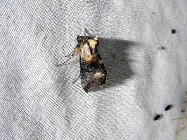 Abrostola asclepiadis - barnaövű csalánbagoly