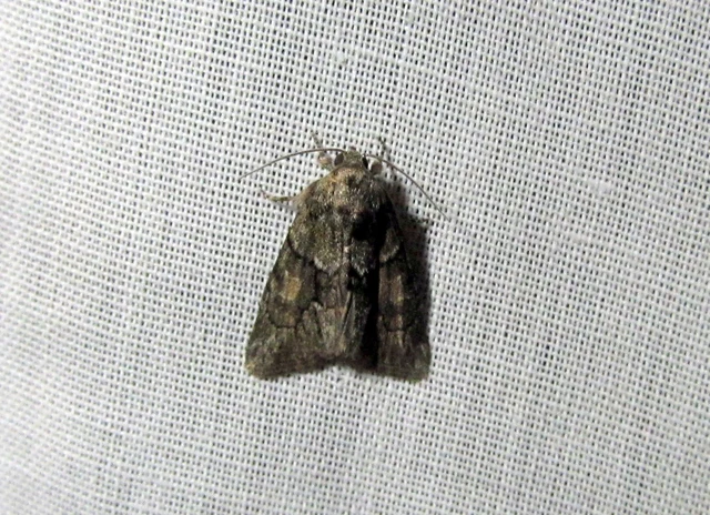 Cryphia fraudatricula - homoki zuzmóbagoly