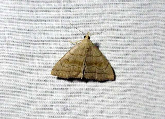 Herminia tarsicrinalis - szőröslábú karcsúbagoly