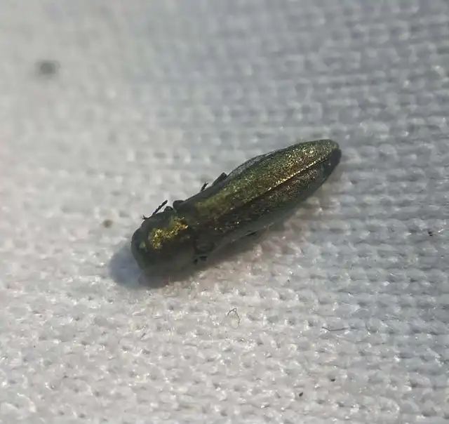 Agrilus sericans - sziki karcsúdíszbogár