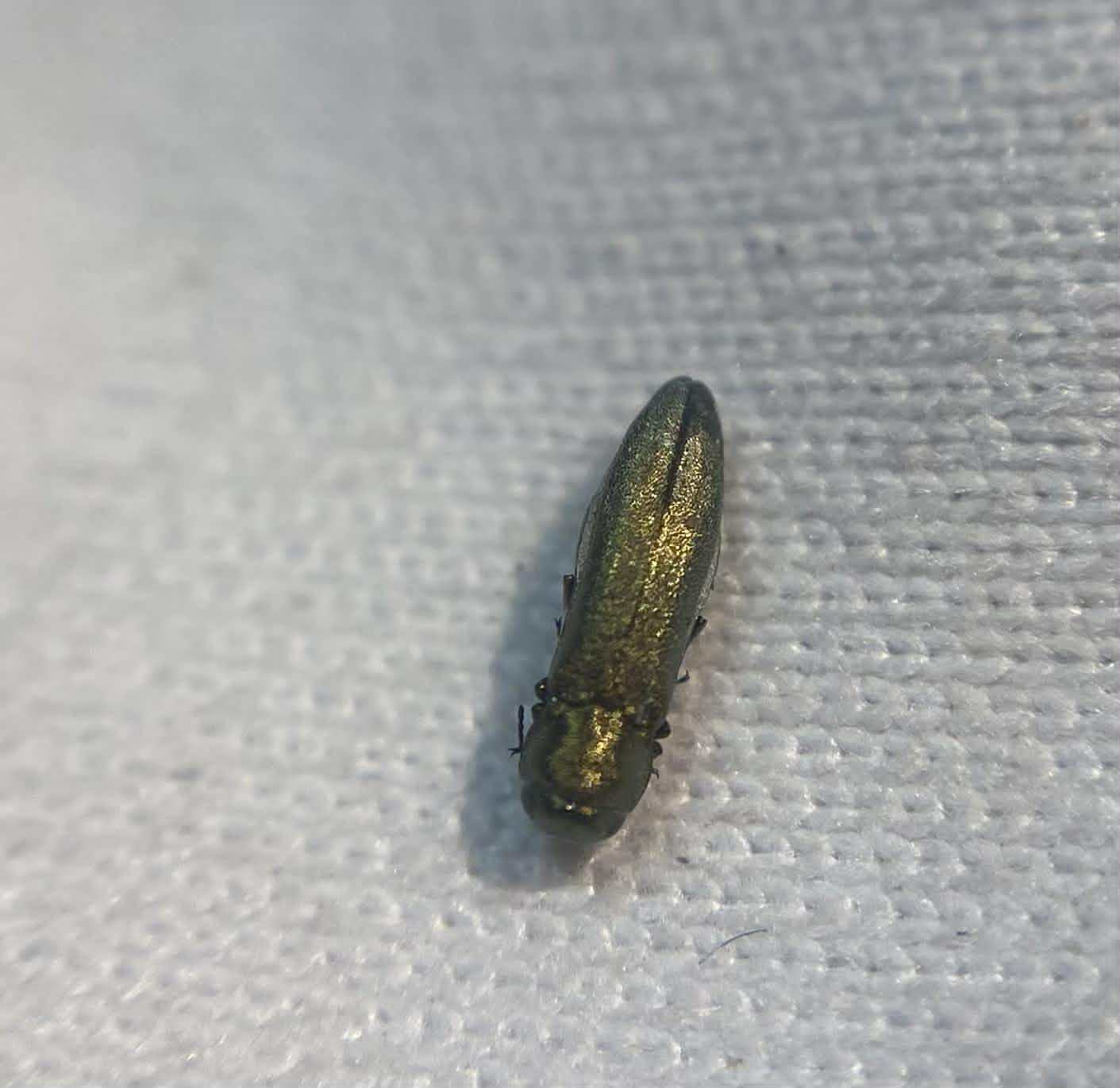 Agrilus sericans - sziki karcsúdíszbogár