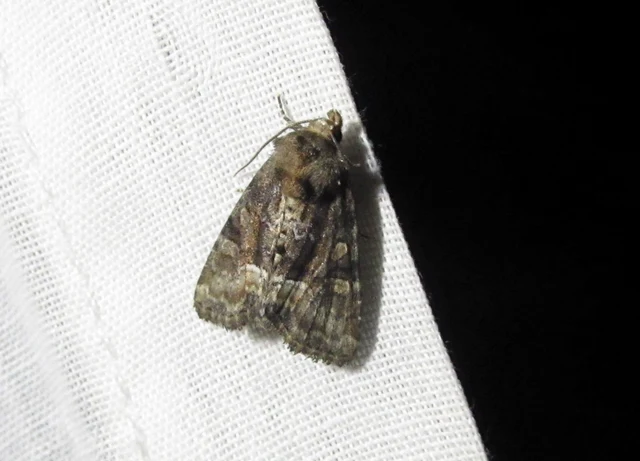 Oligia strigilis/latruncula/versicolor