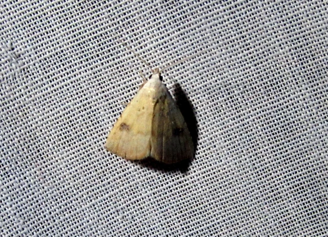 Rivula sericealis - selymes lórombagoly