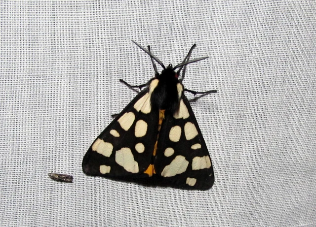 Arctia villica - fekete medvelepke