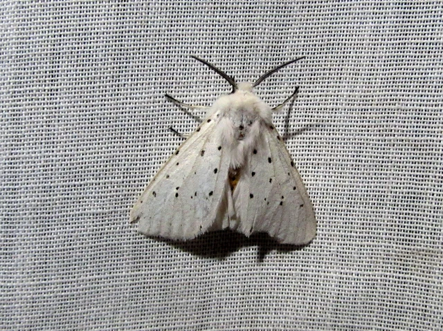Spilosoma lubricipedum - tejszínű medvelepke