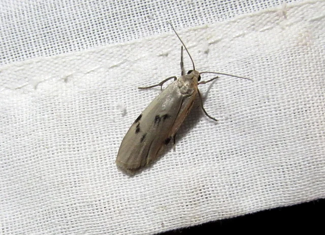 Pelosia muscerda - hamvas zuzmószövő