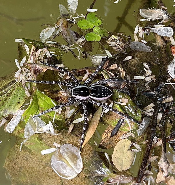 Dolomedes plantarius/fimbriatus