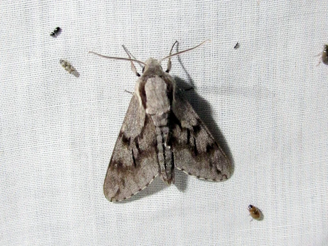 Hyloicus pinastri - fenyőszender