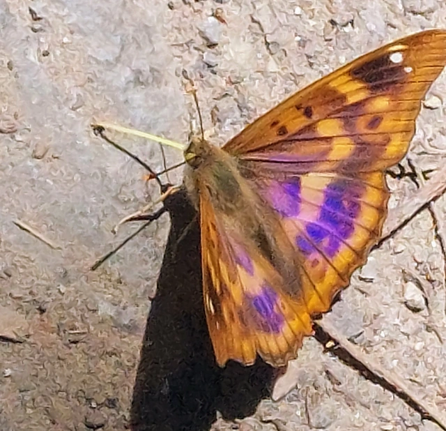 Apatura ilia - kis színjátszólepke