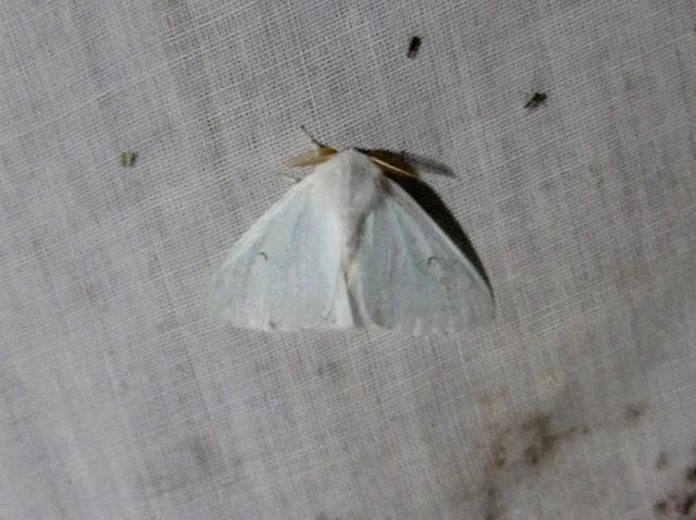 Arctornis l-nigrum - L-betűs gyapjaslepke