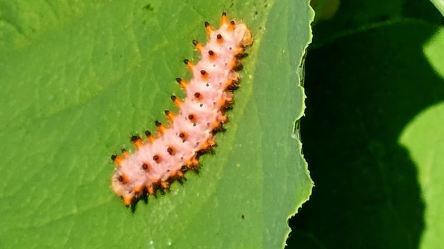 Zerynthia polyxena - farkasalmalepke