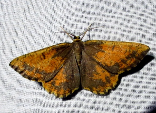 Angerona prunaria - sárga kökényaraszoló