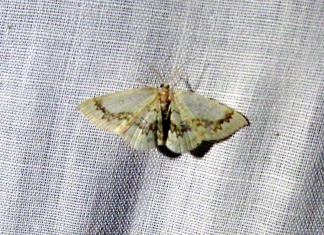 Cyclophora annularia - gyűrűs pettyesaraszoló