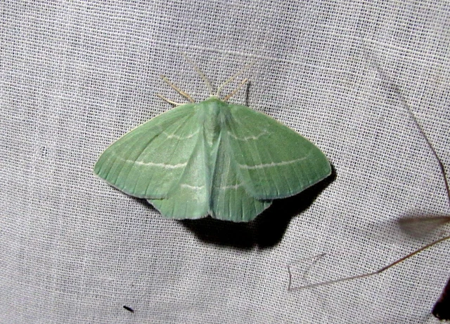 Hemistola chrysoprasaria - kékes zöldaraszoló