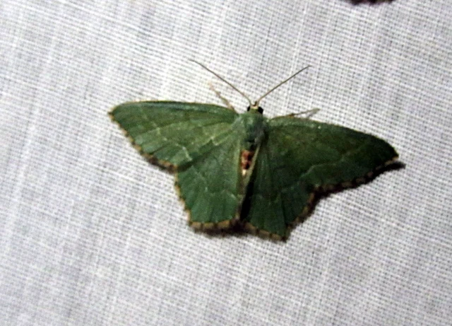 Hemithea aestivaria - nyír-zöldaraszoló