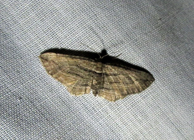 Horisme corticata - barna iszalagaraszoló