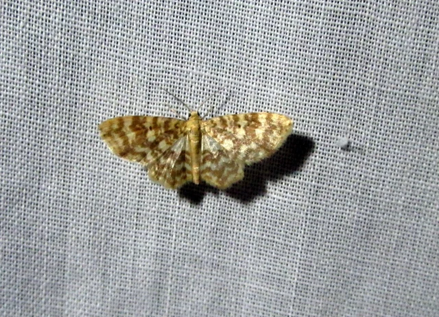 Hydrelia flammeolaria - narancssárga araszoló