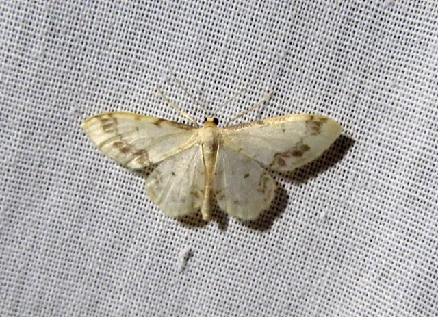 Idaea trigeminata - csúcsfoltos apróaraszoló
