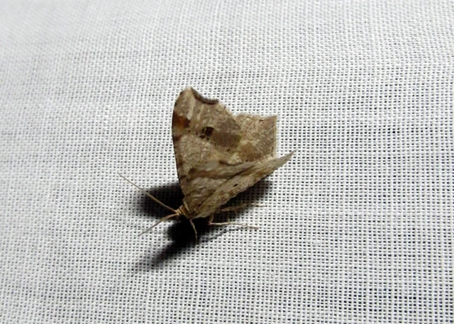 Macaria alternata - közönséges szürkearaszoló