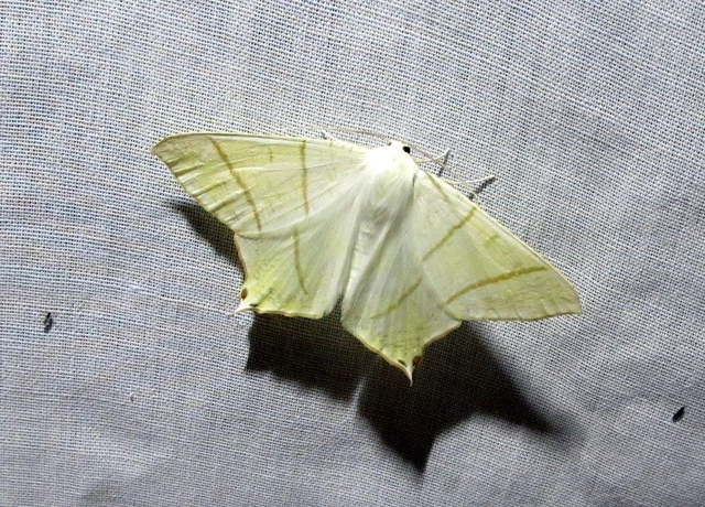 Ourapteryx sambucaria - fecskefarkú araszoló