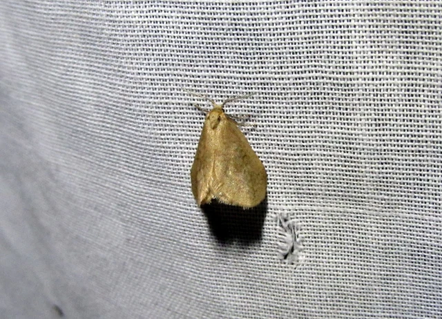 Bijugis bombycella - alkonyati zsákhordólepke