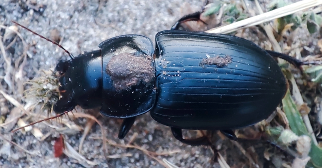 Acinopus ammophilus - nagy aknásfutó