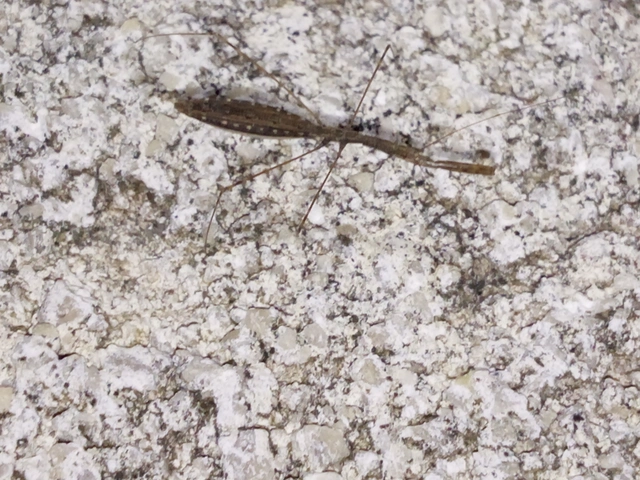 Metapterus caspicus