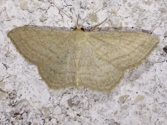 Scopula virgulata - vesszős sávosaraszoló