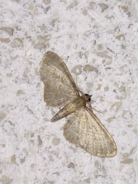 Eupithecia haworthiata - rozsdástestű törpearaszoló