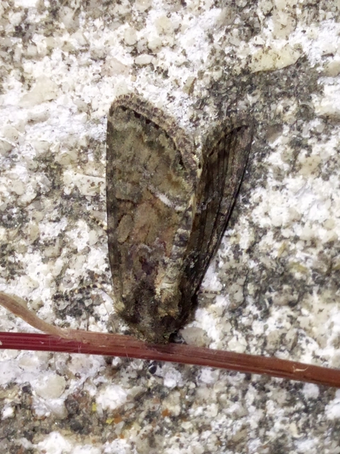 Oligia strigilis/latruncula/versicolor