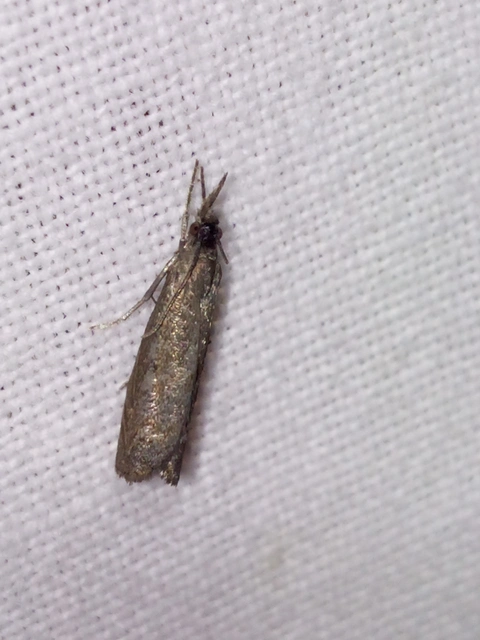 Platytes cerussella - törpe fűgyökérmoly