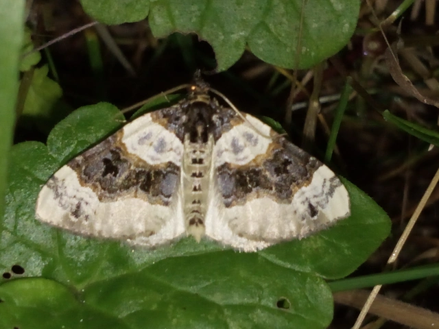 Cosmorhoe ocellata - szemes galajaraszoló