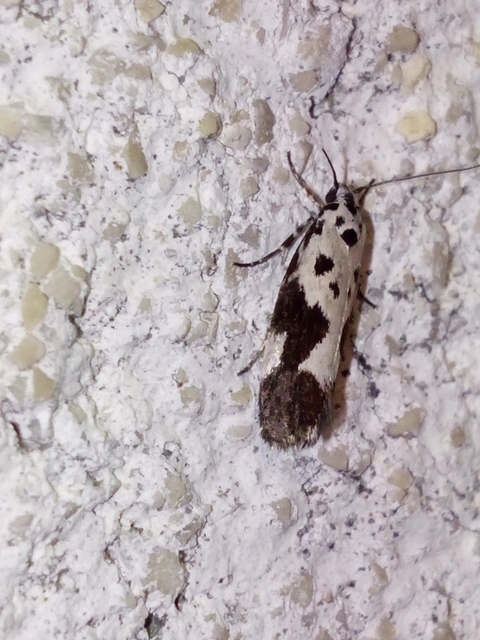 Ethmia quadrillella - gyászos feketemoly