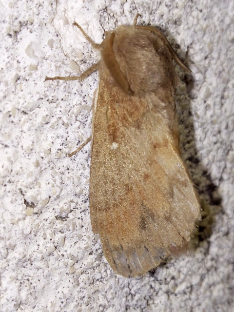 Dendrolimus pini - fenyőpohók
