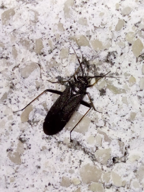 Reduvius personatus - szemetes zugpoloska