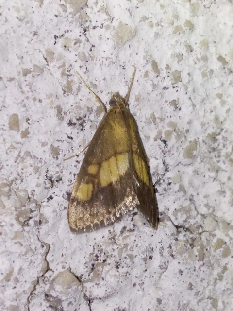 Evergestis limbata - közönséges dudvamoly