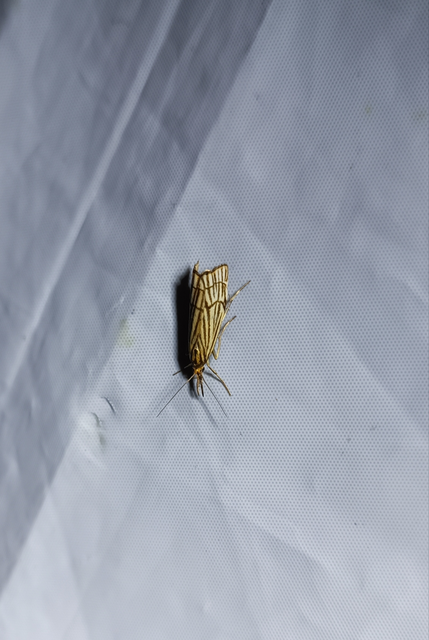 Chrysocramboides craterella - rácsos fűgyökérmoly