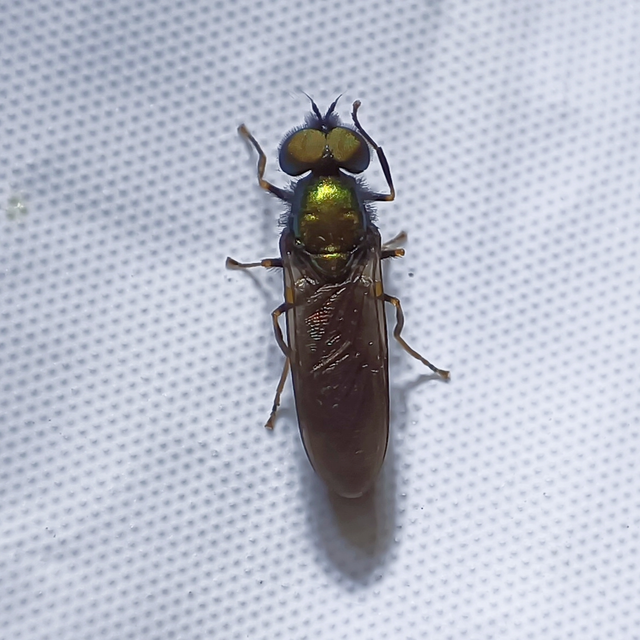 Diptera - Kétszárnyúak