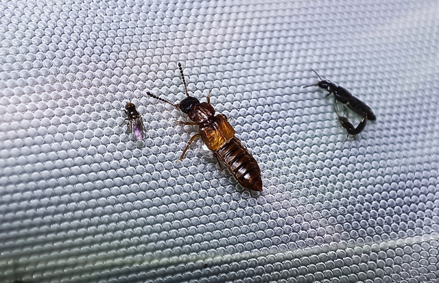 Anotylus rugosus - rovátkáshátú korhóholyva Anotylus rugosus - rovátkáshátú korhóholyva