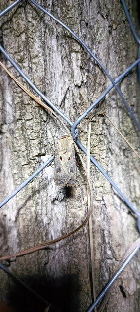 Agrotis exclamationis - felkiáltójeles földibagoly