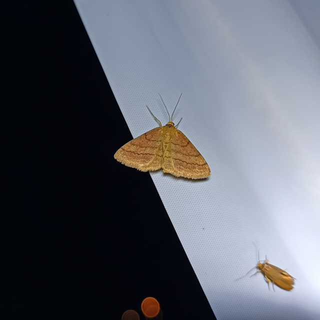 Scopula rubiginata - réti pirosaraszoló