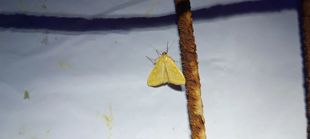 Sitochroa verticalis - világossárga dudvamoly